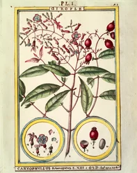 Clou de girofle (Caryophyllus Aromaticus), aquarelle par Delahaye