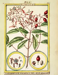 Clou de girofle (Caryophyllus Aromaticus), aquarelle par Delahaye