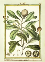 Cryptocarya Aromatica, aquarelle de Delahaye
