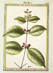Eugenia Carthaginensis, aquarelle par Delahaye
