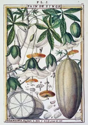 Fruits et fleurs de baobab (Adansonia digitata) par Delahaye, de Florindie ou Histoire physico-économique des Végétaux de la Torride