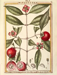 Mangoustan (Garcinia mangostana), aquarelle de Delahaye