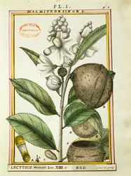 Noix de singe (lecythis minor)