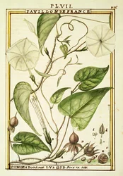 Belle de nuit (Ipomoea Alba), aquarelle de Delahaye