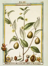 Noix de muscade (Myristica fragrans ou officinalis), aquarelle par Delahaye