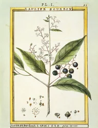 Laurier rouge (Laurus borbonia ou Persea carolinensis), aquarelle par Delahaye