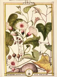 Patate douce (Ipomea batatas)