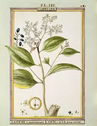 Cannelle vraie (Cinnamomum Verum), aquarelle par Delahaye