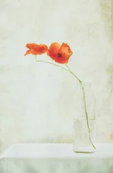 De délicats coquelicots dans un vase