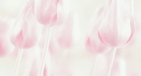 Des tulipes aux couleurs pastel de rêve