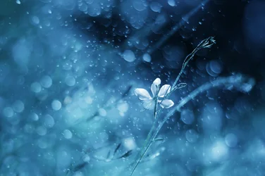 Fleur bleue éthérée