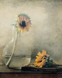 Tournesols dorés qui se fanent