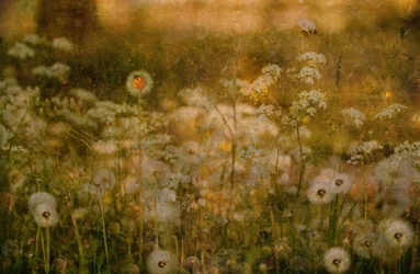 Coccinelle de Golden Meadow