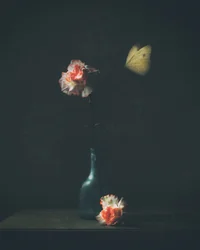 Papillon « Moody Carnation »