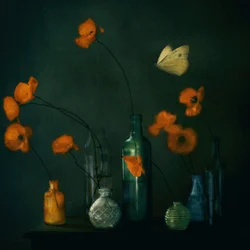 Papillon « Moody Poppies »
