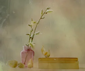 Saule à chatons et pluie