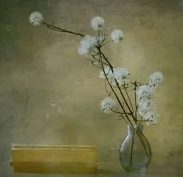 Fleurs douces et sereines