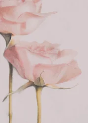 Roses rose pâle
