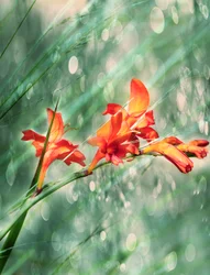 Fleurs d