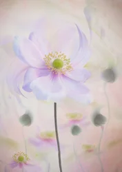 Anémone aux couleurs pastel de rêve