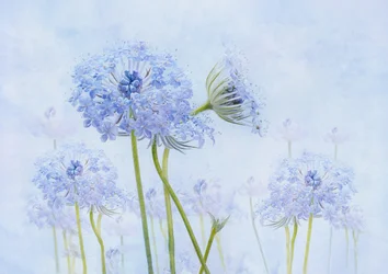 Fleurs bleues éthérées