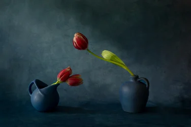 Nature morte élégante aux tulipes