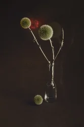 Chardons séchés dans un vase