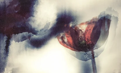 Coquelicot rouge éthéré