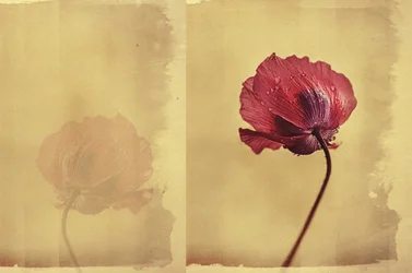Rêve de coquelicots vintage