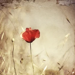 Coquelicot rouge vintage