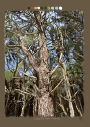 Les lignes qui font les arbres, 2022 (œuvre d