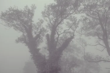 Arbre avec manteau et brouillard, 2016 (photographie numérique)