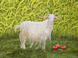 Chèvre d