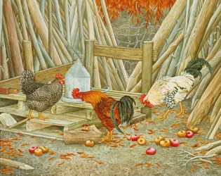 Nourriture pour Poulets