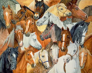 Couverture de cheval de Dee