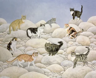Chats de la vallée de Lynn
