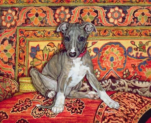 Mon bébé whippet, 1994