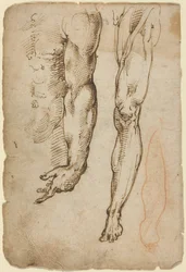 Études anatomiques