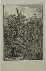 Grand arbre