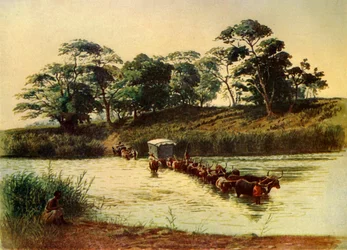 Chariot de bœufs traversant une dérive sur la rivière Umbelois-Swaziland, 1902