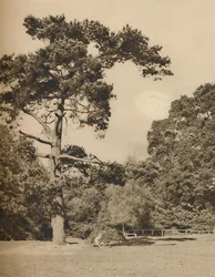 Dans les bois de Hadley, vestige de l