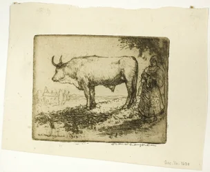 Le bœuf blanc