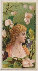 Pois de senteur: Adieu mon amour!, de la série Beautés florales et langage des fleurs...