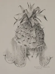 Ananas