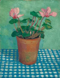 Cyclamen en pot