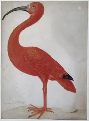 Ibis rouge avec un œuf