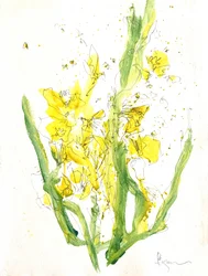 Fleurs d