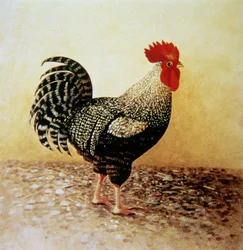 Coq tacheté