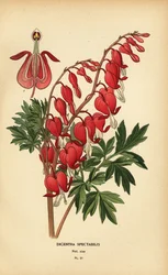 Cœur saignant asiatique, Lamprocapnos spectabilis.