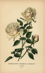 Rose Bourbon, Souvenir de la Malmaison